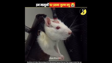 🙀Top Secret behind on Rat Experiment 😭/why scientists always research on Rat/#Shorts