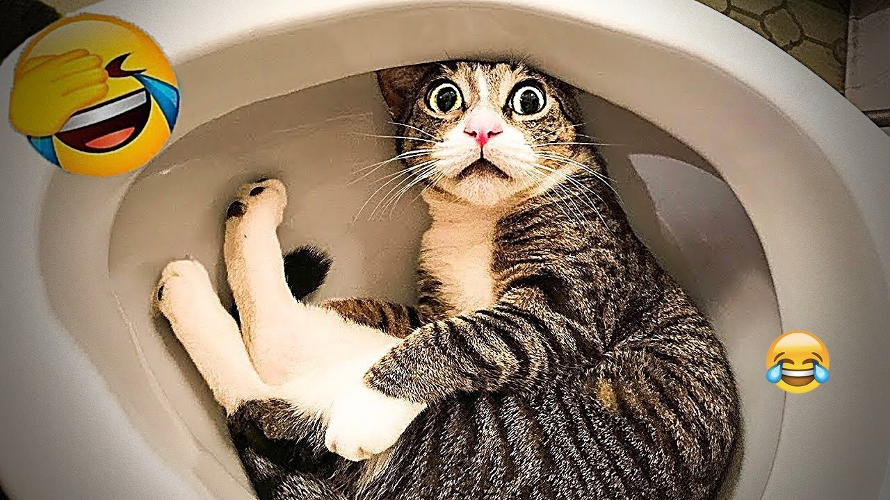 😂 Funniest Cats 2025 | Hilarious Cat Videos Compilation 😸🎊 - YouTube