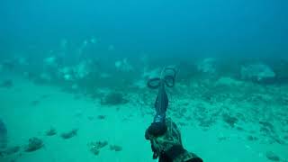 PESCA SUBMARINA en el Estrecho. Banco de borriquetes con agua cristalina.