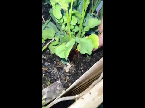 Video: Radishes Bolting: Why Do Radiser Bolt