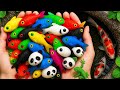 Incredible Small Pond Catch! Colorful Aquarium Fish, Carp, Pencil Fish & More | Aquarium Adventure