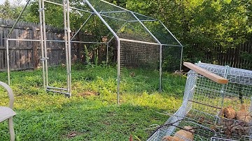 The Chicken Chronicles: Part 1.5