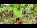 Baby dog fighting with all babies monkeys look so funny