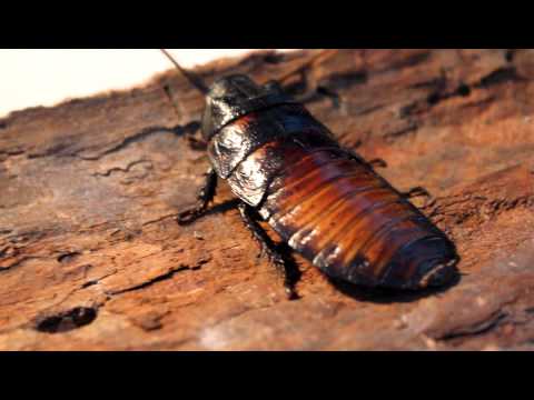 Video: What Cockroaches Can Hiss