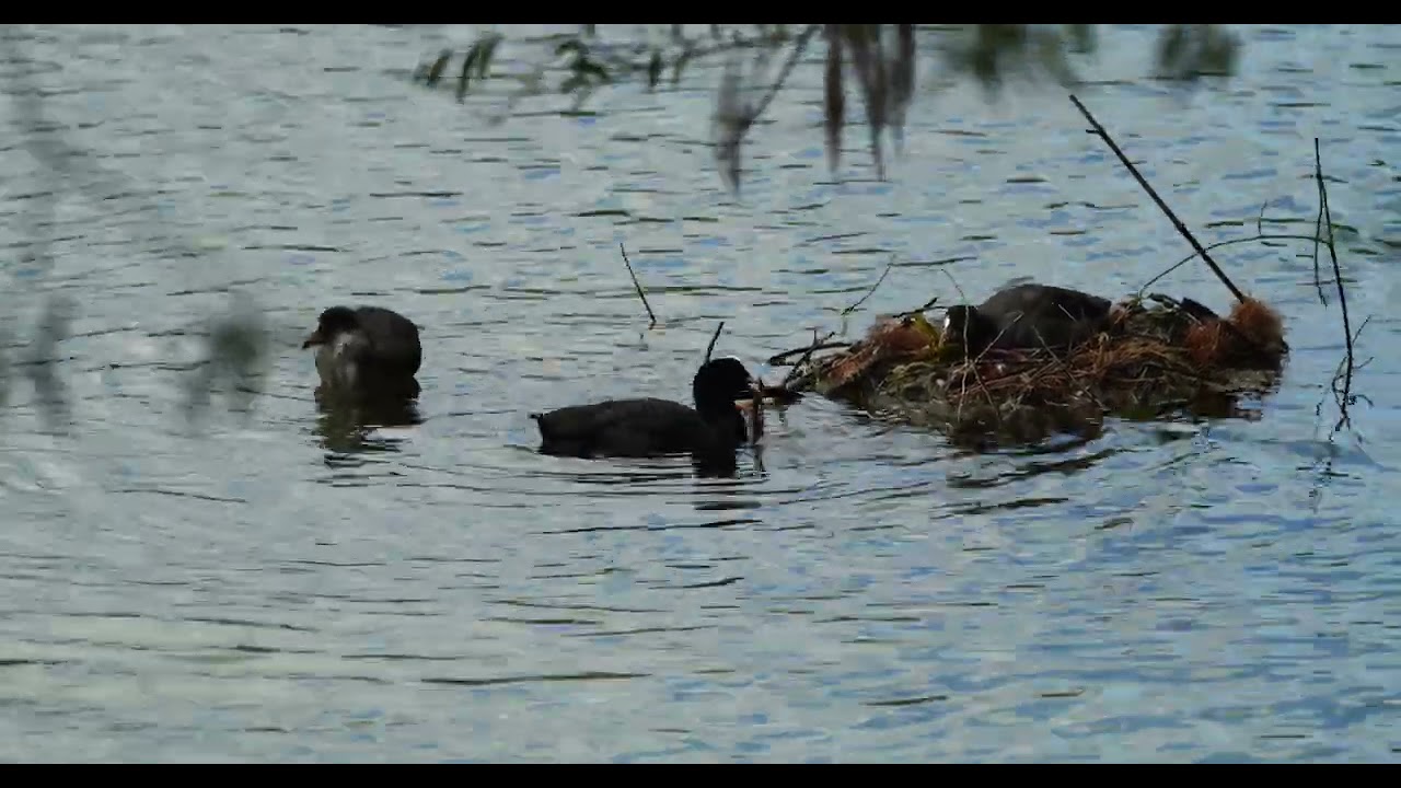crazy coots building a nest verrückte Blässhühner beim Nestbau meerkoet sothöna 