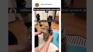 Esneme Işinin Kitabını Yazan Kedicik 😻