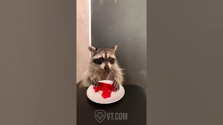 Raccoon Eats Jell-O in the Funniest Way Ever 😂🍒