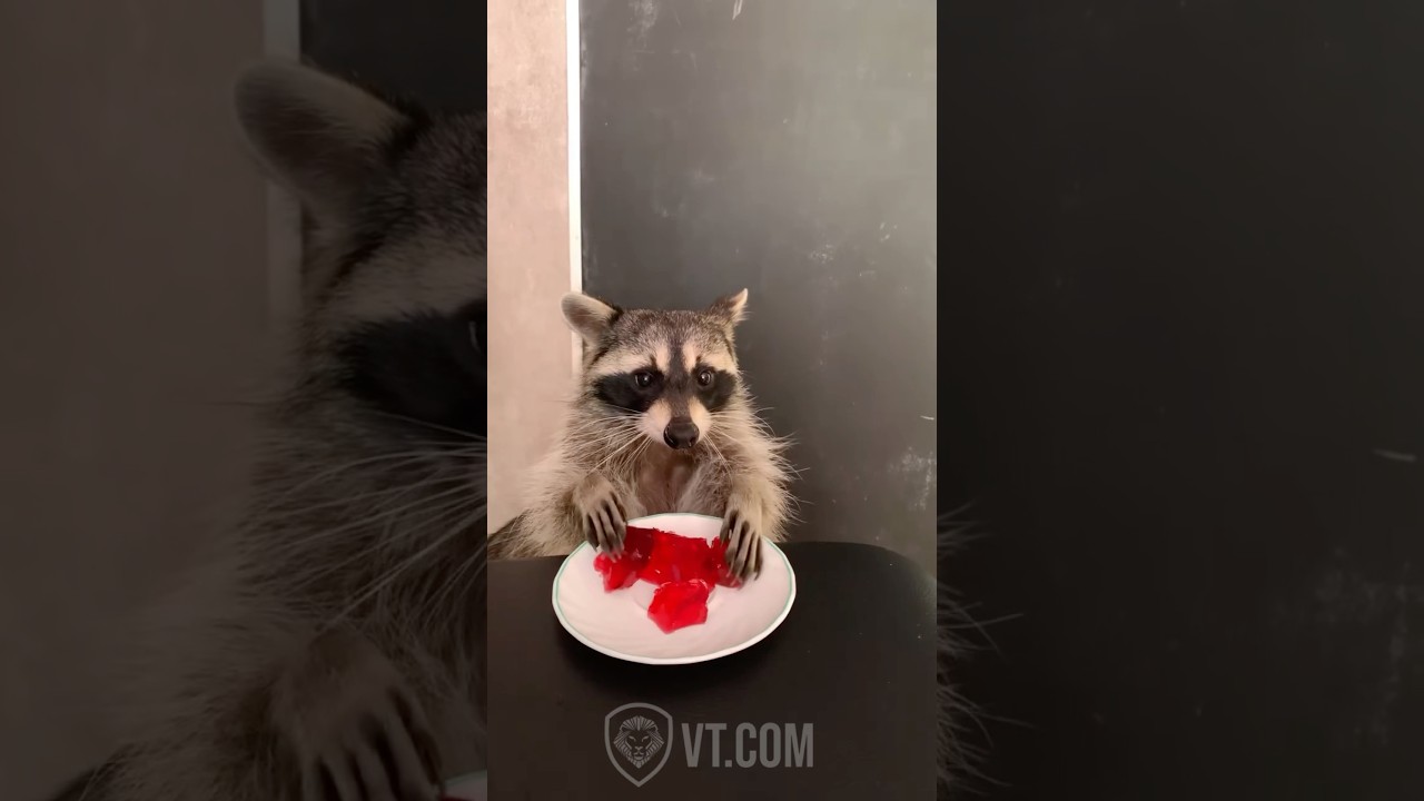 Raccoon Eats Jell-O in the Funniest Way Ever 😂🍒