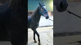 Horse #newvideo #animals #shorts