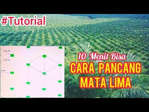 TUTORIAL: Cara Paling Mudah Memancang Mata Lima Kebun Kelapa Sawit