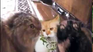 What is love на котах (what is love on cats)