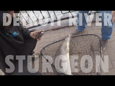 Detroit River STURGEON Caught on SHORE-Detroit River Shore WALLEYE Fishing  