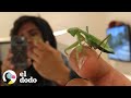 Mantis religiosa sigue a este chico a todos lados  el dodo