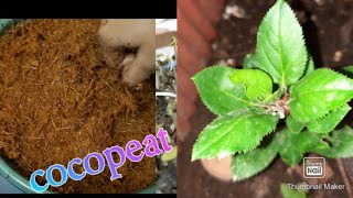 வீட்டிலேயே சுலபமாக கோகோ பீட் தயாரிப்பது எப்படி/How To Make Cocopeat At Home in Simple Method