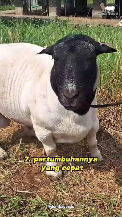 7 alasan kenapa harus pilih dorper fullblood !!!  #domba #sheep #dombadorsip