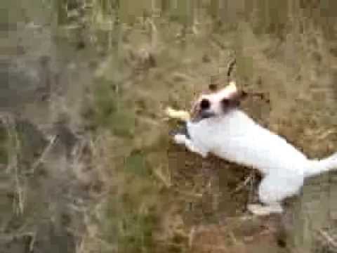 Jack Russell Terrier ROKI