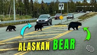 Alaskan Bear Family Crossing the Road