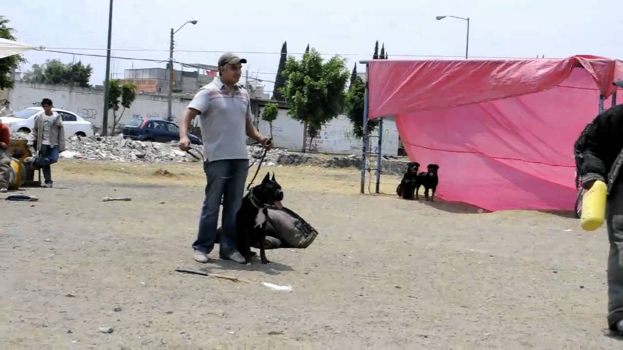 boxer negro, ataque con obstaculo