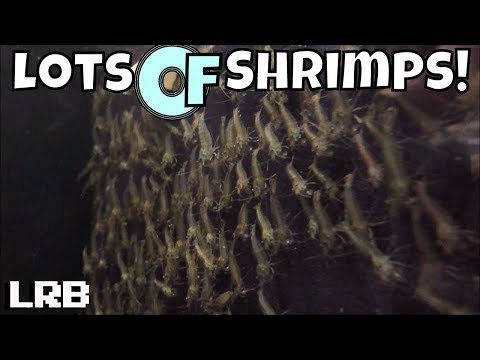 flip-aquatics-part-1-between-the-shrimp-rooms-and-the-neocaridina-and-nano-fish-room