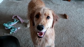 Service Dog Gets Bath Time Zoomies!  (6/18/17)
