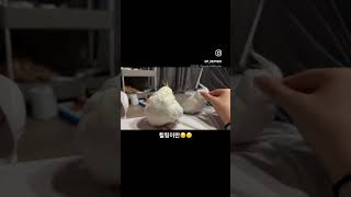 #앵무새 #왕관앵무 #앵집사 #parrot #cockatiel #fyp #フォロー #いいね返し #birds #animallovers #parakeet #periquitos