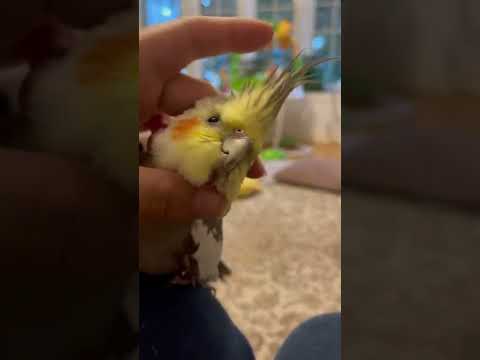Relaxing Time Cockatiel 😎Mr Tosy Cutest Birb