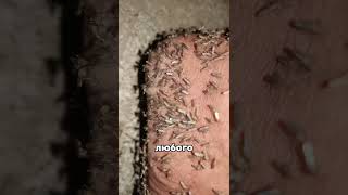 🔥 ВОТ КАК ВЫГЛЯДИТ АД В АВСТРАЛИИ 🦟 #наука #интересно #факты