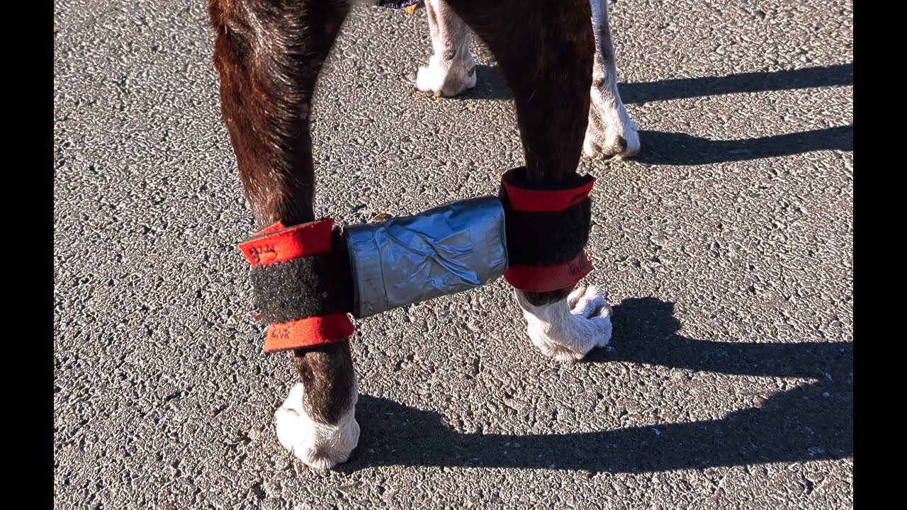 15 year old dog uses support to recover from hip injury 