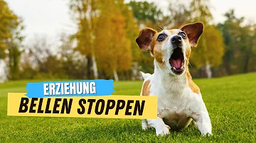 Was tun damit der Hund aufhört zu Bellen?