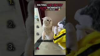 Rating 5 Cat w  their toy cute moments #shorts #clips #rating #viral