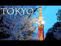 【Cherry blossoms】Yoshino cherry-trees are in full blossom at TOKYO 2021. #4K  #東京の桜  #染井吉野 #桜