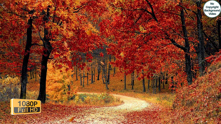 Autumn Colorful Leaves Fall In Forest Trees HD LOOP | No Copyright Videos For Youtube Download