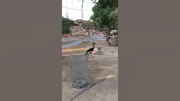 صوت ابو منجل المميز سبحان الله 