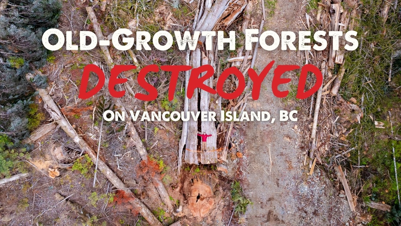 Old-Growth Destruction in the Nahmint Valley – Vancouver Island, BC