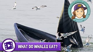 Ask Tierney - What do whales eat? How Much Krill Do Blue Whales Eat Daily