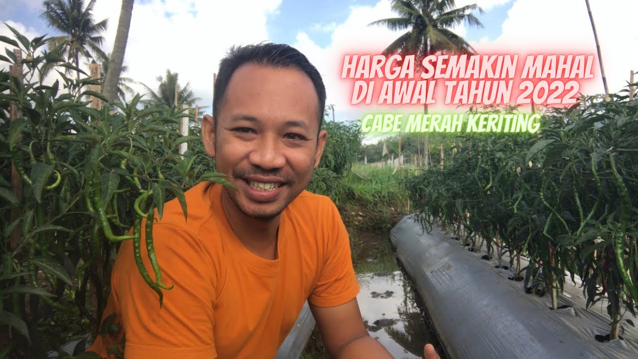 PILIH MANA VELOZ ATAU OR 42 ❓INI PENJELASANNYA.