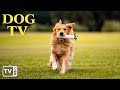 Prvenez lennui des chiens dog tv  la solution ultime pour les chiens anxieux avec de la musi