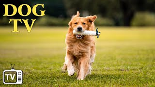 Предотвратите скуку собаки: DOG TV — идеальное решение для тревожных собак с музыкой для собак