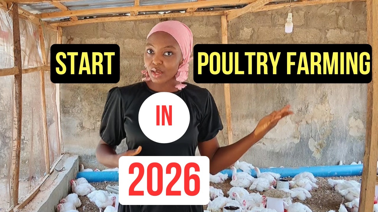 HOW TO START A POULTRY FARM IN 2026 (BEGINNER’S STEP-BY-STEP GUIDE ...