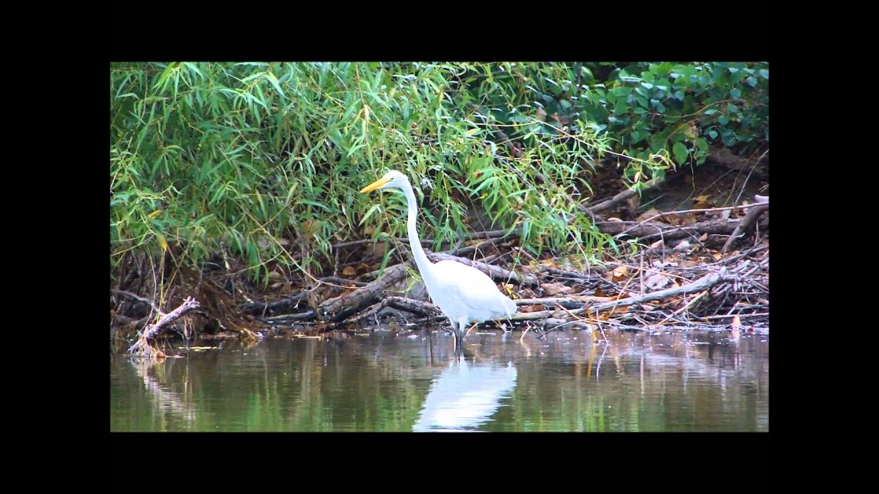Wildlife Spotlight: Blue Heron And Common Egret Catch fish!