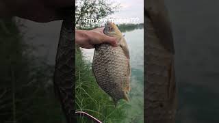 трофейный карась #fishing #рыбалканафидер #рыбалка #рыбалканаозере