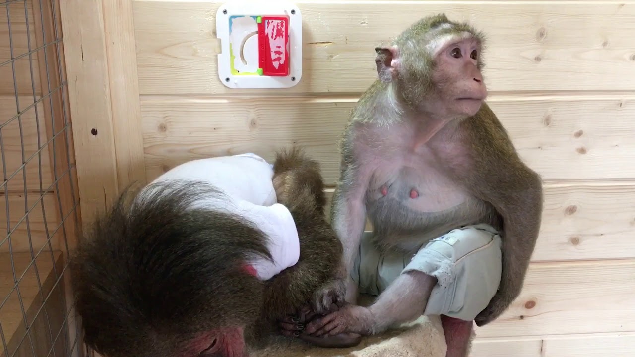 Сколько живут обезьяны в домашних. Яванская макака домашняя. Макаки в бане.