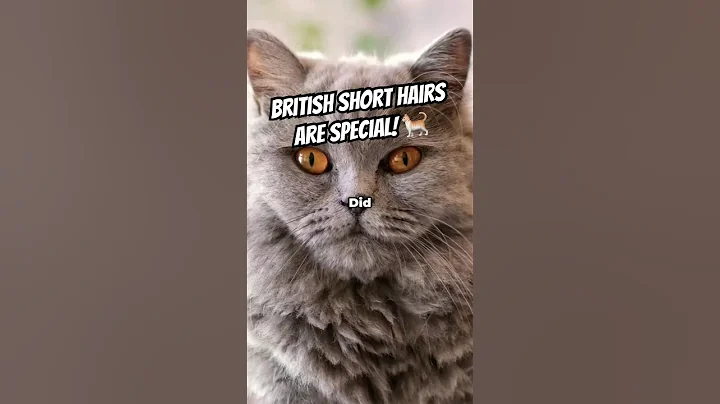Video 10817431: british shorthair cat breed, fluffy british shorthair cat