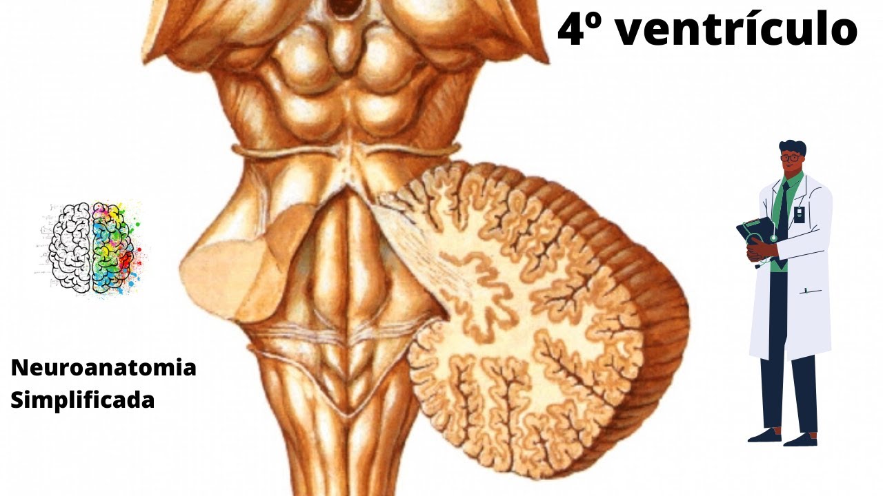 4º ventrículo - Neuroanatomia Simplificada - Ângelo Machado