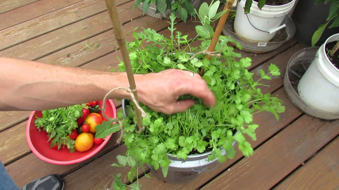 Harvesting \U0026 Growing Cilantro In 5 Gallon Containers: My 1St Vegetable Garden - Mfg 2013