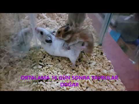 Video: Hamsterlerde Antibiyotiklere Bağlı Enterit