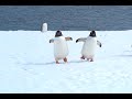 Antartica - what you need to know to go