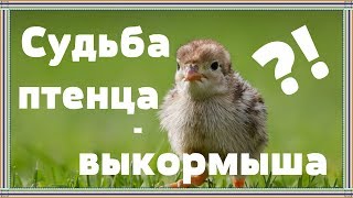 Поболтаем | Почему птенцов-выкормышей нельзя выпускать на волю?! Поболтаем | Почему птенцов-выкормышей нельзя выпускать на волю?!