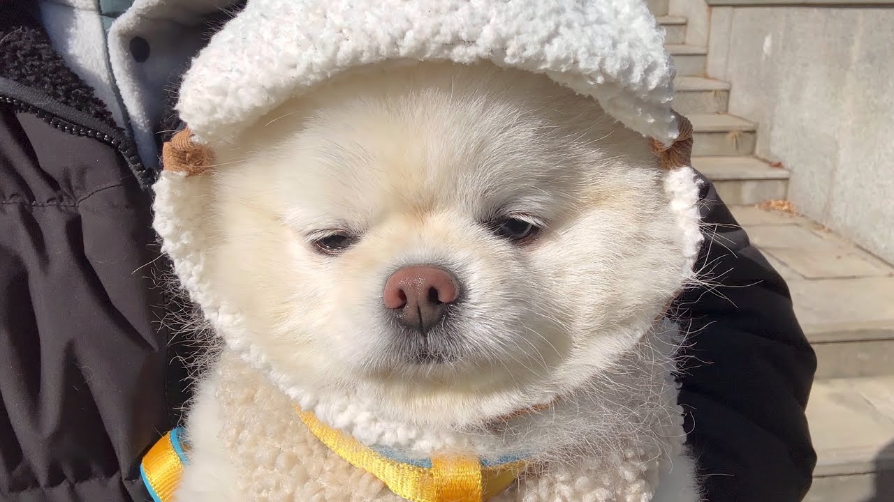 영하 10도 강추위에 산책 포기 선언한 강아지ㅋㅋㅋ
