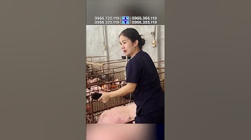 Heo nái khỏ đẻ do heo con nằm sai tư thế